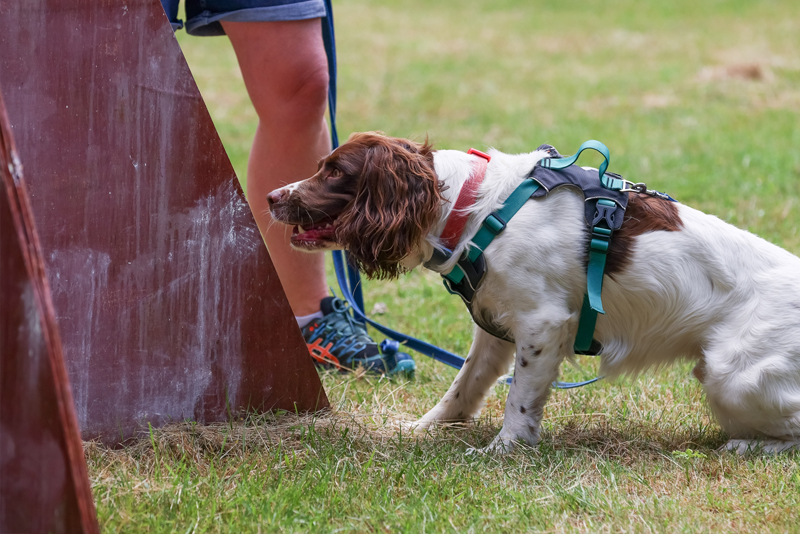 A dog sniffing looking to find a hidden scent
