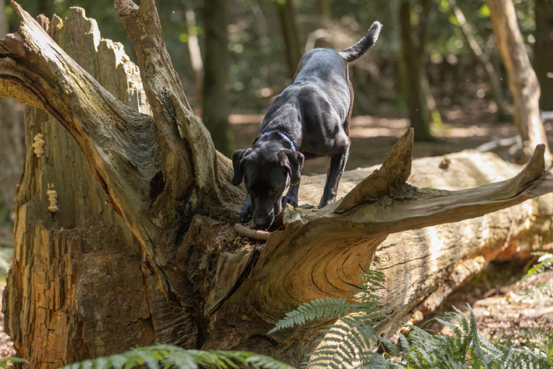 Black labrador dog on fallen tree enjoying scentwork training