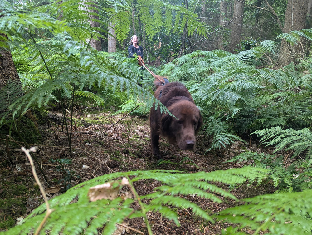 Chocolate labrador enjoying mantrailing session in forest