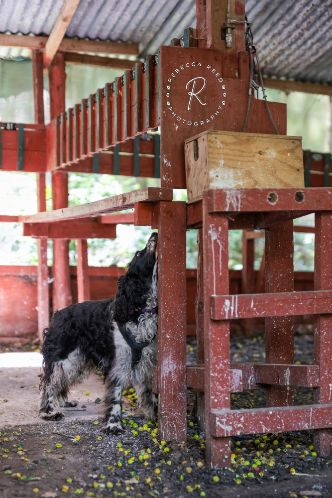 Cocker spaniel using it's nose and having fun with scentwork training session