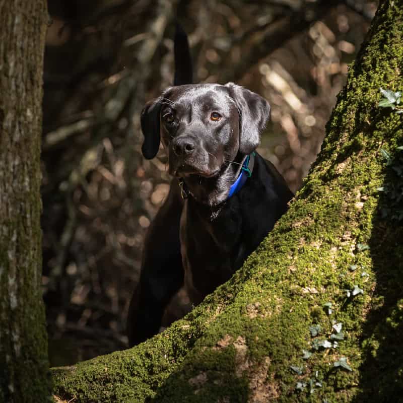 Dees Dog Labrador Squid