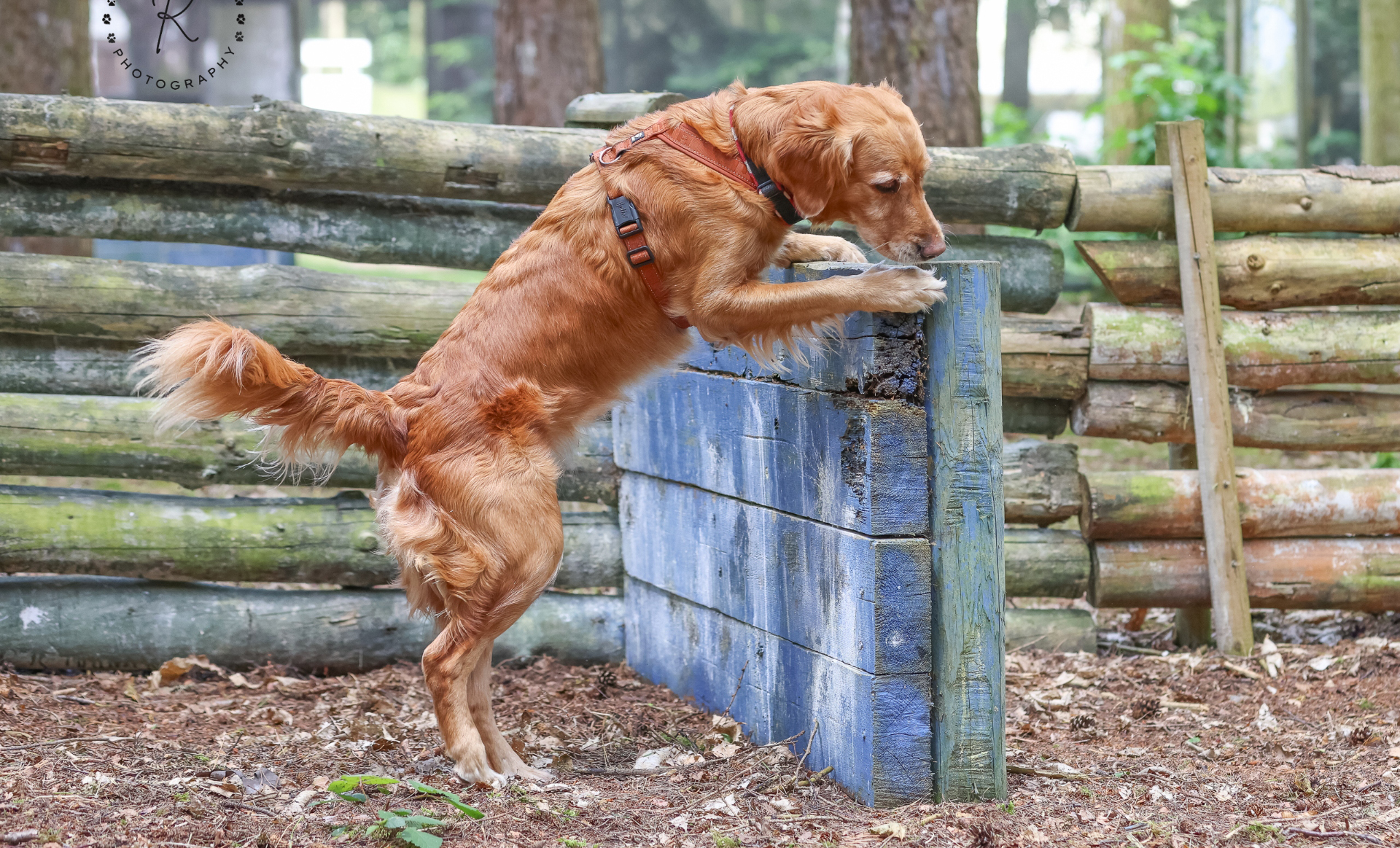 Scentwork Shrewsbury, Nesscliffe, Ford, Attingham, Bayston Hill, Cruckmeole, Battlefield & Shawbury.