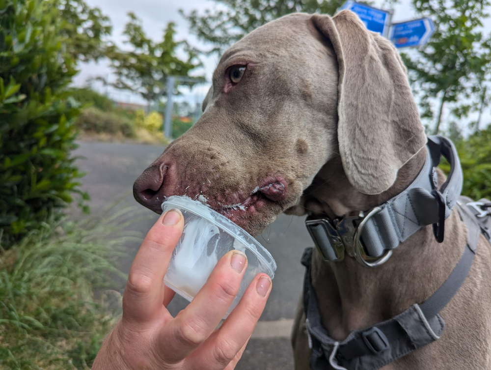 Weimaraner getting treat after mantrailing success