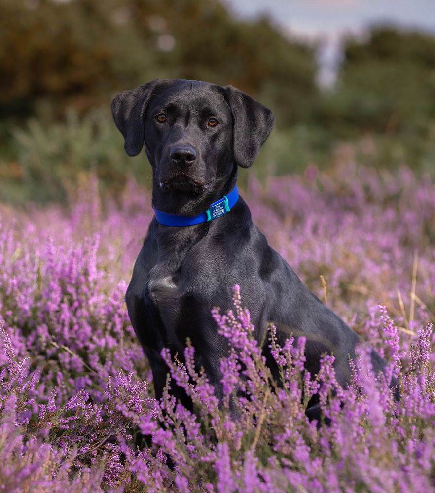 contact dees dogz pet care service dog walking mantraining shrewsbury