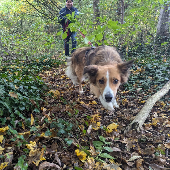 mantrailing Shrewsbury Bicton Heath Montford Pontesbury Bayston Hill Uffington Battlefield Shawbury 1