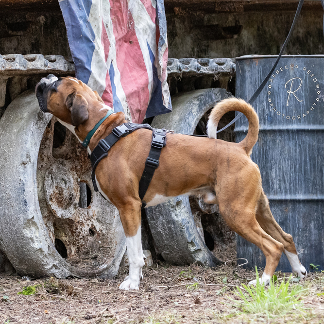 scent detection Shrewsbury dog training class